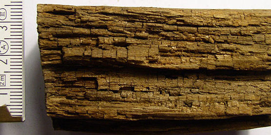 dry rot